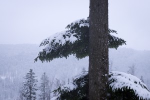 DSC_8176       